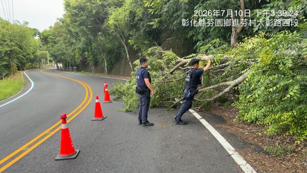 ▲彰化芬園鄉路樹倒塌砸中轎車，警方急到場疏導交通。（圖／警方提供）