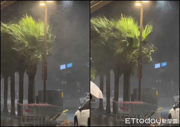 ▲▼巴威颱風襲新竹！好市多外狂風暴雨　整排路樹狂甩畫面曝。（圖／網友授權使用）