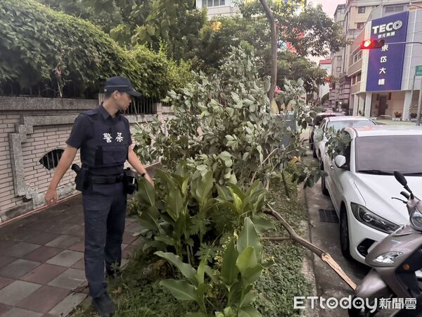 ▲▼             巴威颱風來襲，台中西屯區四川路路樹倒塌。（圖／記者游瓊華翻攝）