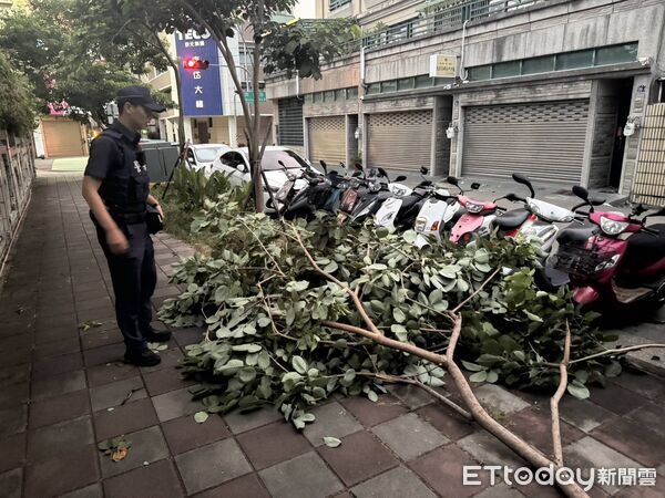 ▲▼             巴威颱風來襲，台中西屯區四川路路樹倒塌。（圖／記者游瓊華翻攝）