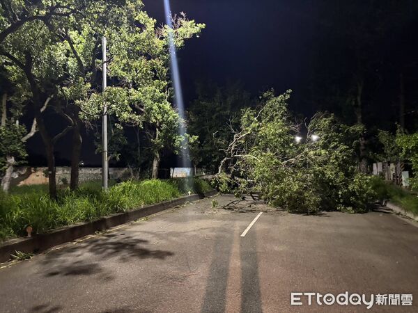 ▲▼             巴威颱風來襲，台中西屯區都會園路路樹倒塌。（圖／記者游瓊華翻攝）