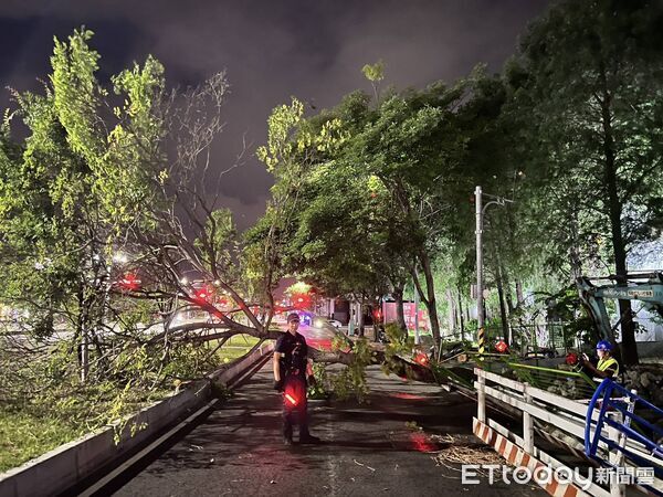 ▲▼             巴威颱風來襲，台中西屯區市政路慢車道路樹倒塌。（圖／記者游瓊華翻攝）