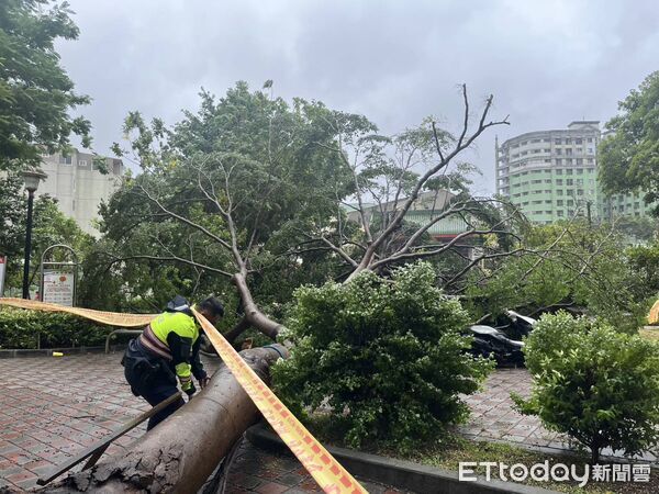 ▲▼             巴威颱風來襲，台中西屯區西平公園路樹倒塌。（圖／記者游瓊華翻攝）