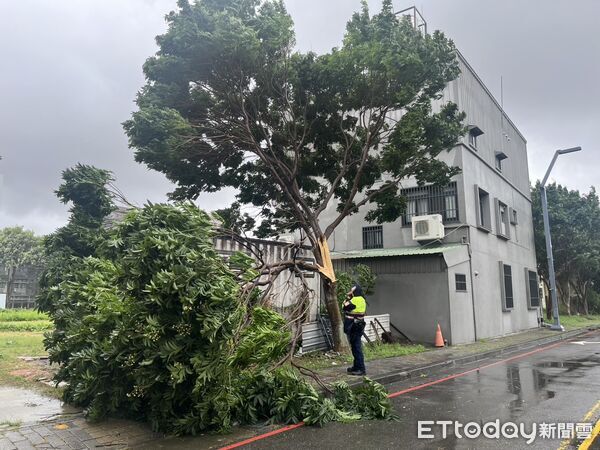 ▲▼             巴威颱風來襲，台中西屯區僑大一街路樹倒塌。（圖／記者游瓊華翻攝）