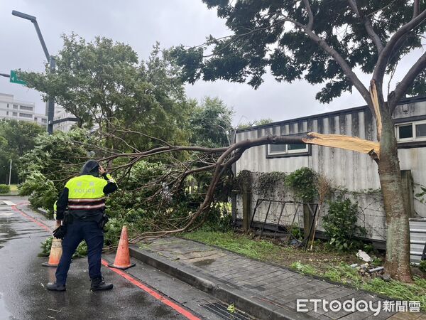 ▲▼             巴威颱風來襲，台中西屯區僑大一街路樹倒塌。（圖／記者游瓊華翻攝）