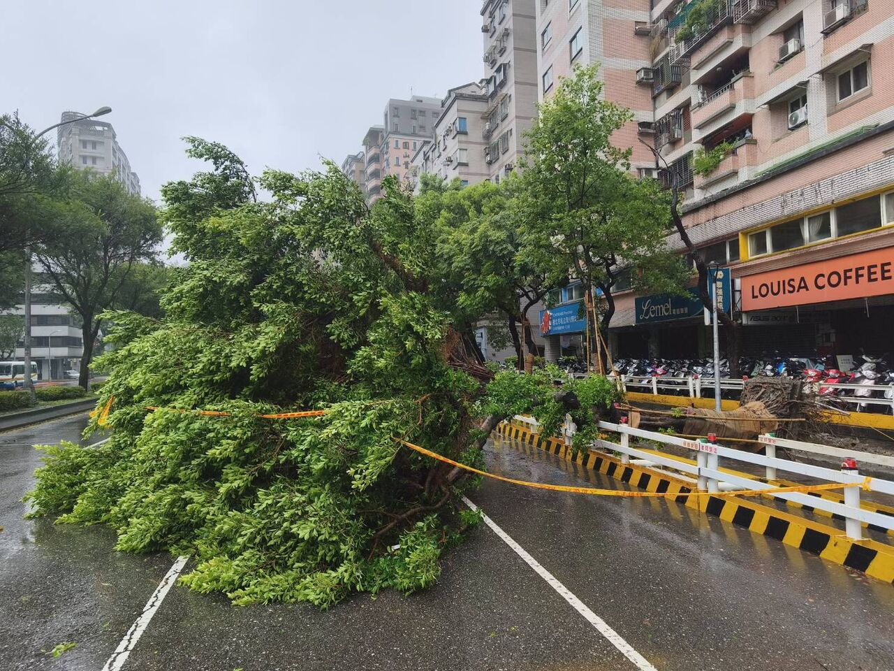 北市路樹倒塌橫壓馬路 公園處緊急到場排除 | ETtoday政治新聞 | ETtoday新聞雲