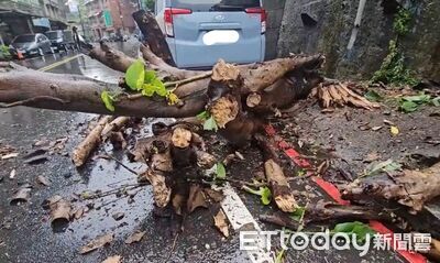 驚險畫面曝！基隆老樹滑落山坡　差5公分險砸車