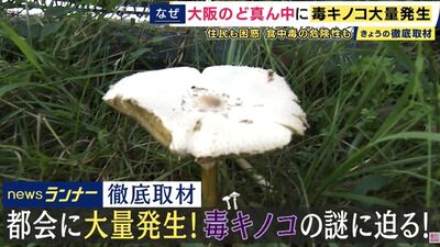 「大量毒菇」現蹤大阪市公園!誤食恐腹瀉嘔吐 專家:很難根除