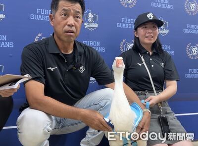 隊鴨初登新莊開球！島崎毅親洗澡餵飯　笑喊：把牠當女友
