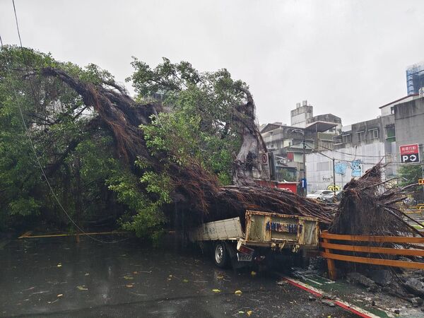 ▲▼北市華陰街路樹倒塌，壓到車輛外，還壓到電線、乙炔罐。（圖／北市公園處提供）