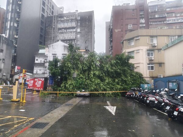 ▲▼北市華陰街路樹倒塌，壓到車輛外，還壓到電線、乙炔罐。（圖／北市公園處提供）