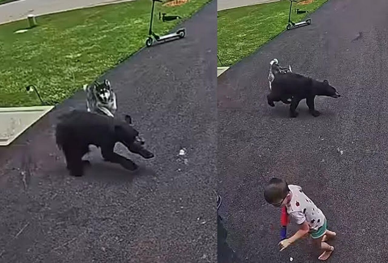 忠犬救小主人!黑熊突襲6歲男童 哈士奇狠咬熊屁股逼退 | ETtoday國際新聞 | ETtoday新聞雲