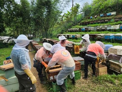 世界級純淨好蜜！新北平溪紫東「紅淡蜜」勇奪國際iTi大獎