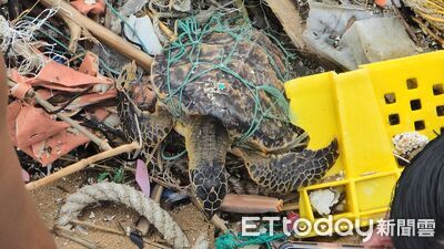 巴威過境…大武崙沙灘玳瑁海龜遭沖上岸! 漁網纏繞「1死2活」