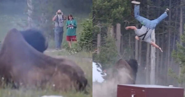 黃石國家公園（Yellowstone National Park）再度發生野牛攻擊遊客事件，男子被野牛牛角頂起拋飛。（圖／翻攝自X）