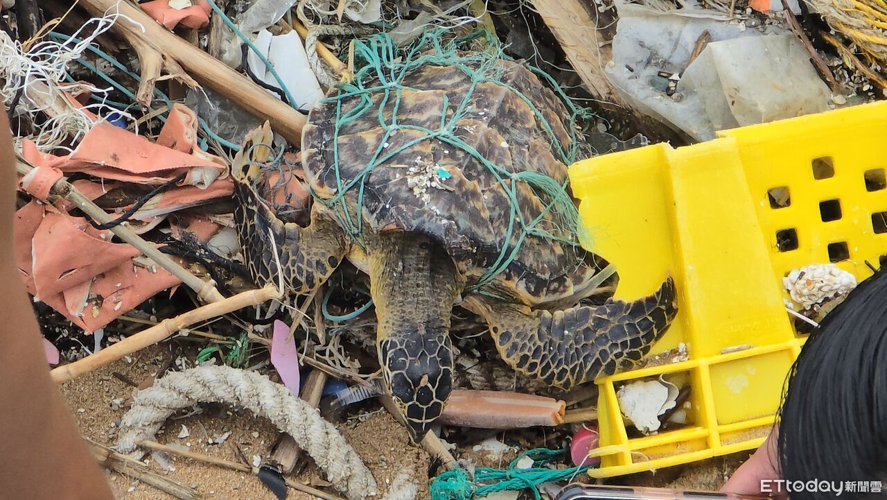 巴威過境…大武崙沙灘玳瑁海龜遭沖上岸! 漁網纏繞「1死2活」 | ETtoday社會新聞 | ETtoday新聞雲