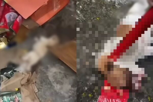 ▲▼廣東4名小六生「虐死4隻流浪犬」。（圖／翻攝自微博、小紅書）