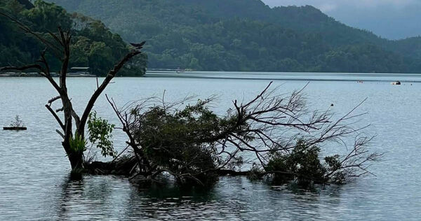 巴威颱風過境後，日月潭北旦灣知名地標「孤獨樹」不敵強風倒塌。（圖／翻攝自臉書／JALife呷生活、鄉民阿正提供）