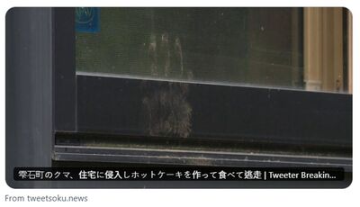 破窗開門樣樣來！日本黑熊7天4度闖民宅　屋主頂門2分鐘保命
