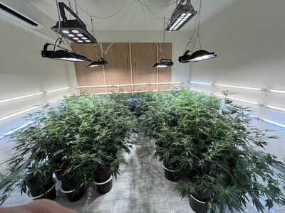 透天厝種大麻找少年當園丁　製毒師辯「只是來送飲料」重判10年
