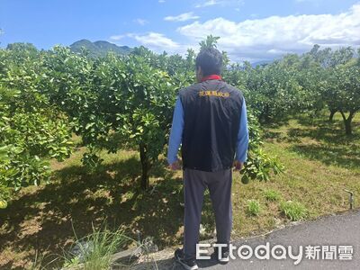 3月乾旱花蓮文旦柚傳災情 公告災害救助每公頃9萬5