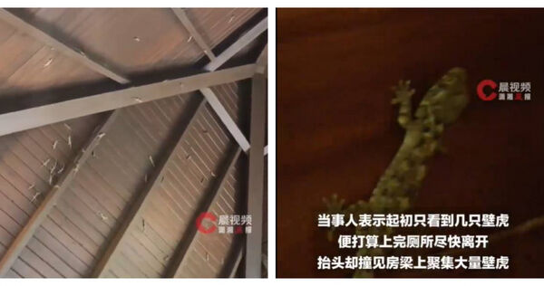 海南三亞亞龍灣熱帶天堂森林公園一間公廁屋頂聚集大量壁虎，讓女遊客抬頭瞬間看傻。（圖／翻攝自晨視頻）