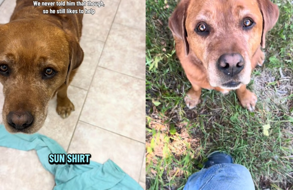 服務犬落榜！退役拉拉「在家當小幫手」　每天堅持叼東西給主人。（圖／翻攝自TikTok／@thank.you.leo）