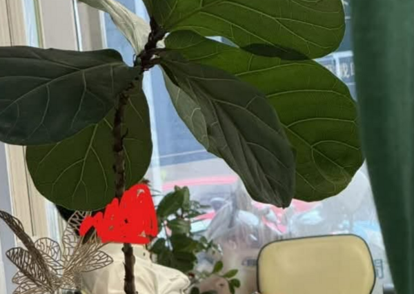 ▲彰化某診所內出現一名男子對著人形立牌露鳥DIY。（圖／翻攝自彰化人大小事）