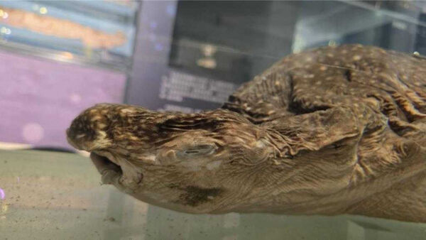 海科館典藏多件鯊魚標本，因神同步「厭世臉」掀起討論，吸引不少民眾想朝聖打卡。（圖／國立海洋科技博物館提供）