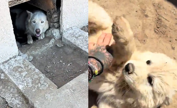 民宅通報藏超兇狠惡犬　救援員靠近卻見「2萌犬討摸」真相鼻酸。（圖／翻攝自TikTok／@acowolcott）