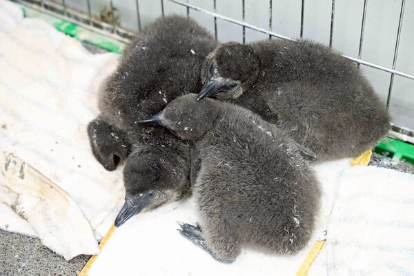 喜迎黑腳企鵝寶寶潮　北市動物園人工孵化6隻。（圖／臺北市立動物園提供）