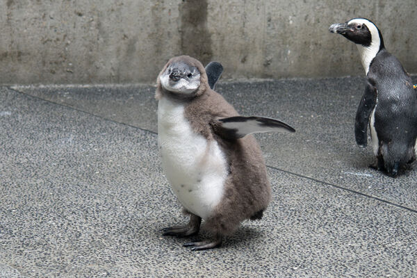 喜迎黑腳企鵝寶寶潮　北市動物園人工孵化6隻。（圖／臺北市立動物園提供）