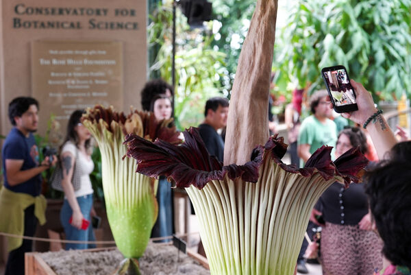 ▲▼美國加州杭亭頓（Huntington）植物園的2株「屍臭花」「巨花魔芋」（Titan Arum）罕見同時盛開。（圖／達志影像／美聯社）
