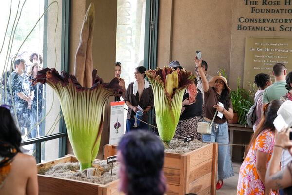 ▲▼美國加州杭亭頓（Huntington）植物園的2株「屍臭花」「巨花魔芋」（Titan Arum）罕見同時盛開。（圖／達志影像／美聯社）