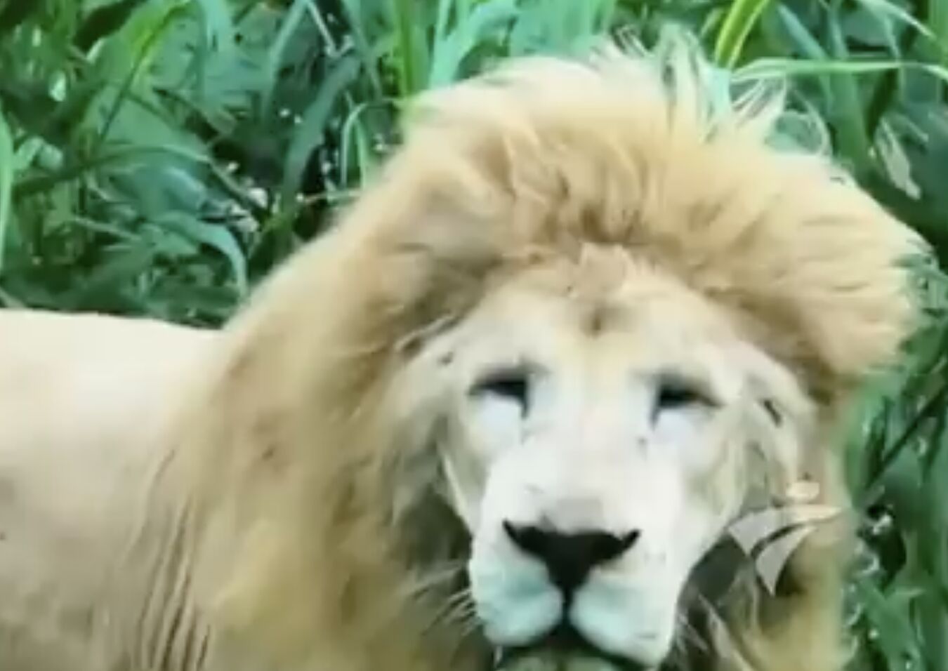 ▲擁有多變造型的廣州動物園人氣白獅「阿杭」離世。（圖／翻攝微博）