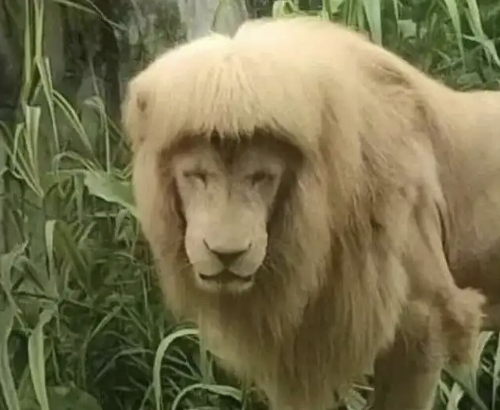 ▲擁有多變造型的廣州動物園人氣白獅「阿杭」離世。（圖／翻攝微博）
