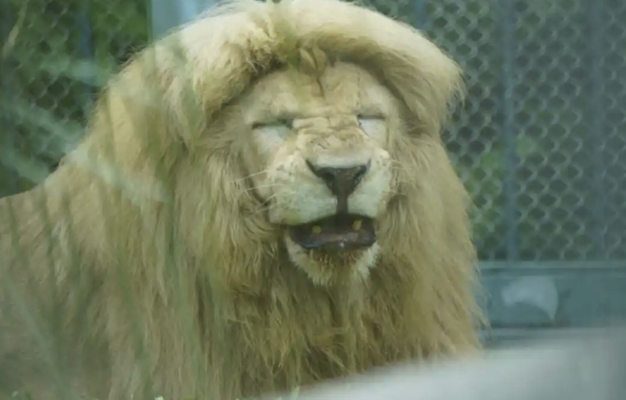 ▲擁有多變造型的廣州動物園人氣白獅「阿杭」離世。（圖／翻攝微博）