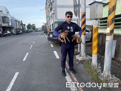 2奶汪蹺家路中亂竄!所長巡邏認出熟面孔 一手抱起送回家