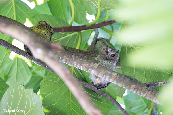 ▲。（圖／臺北市立動物園提供）