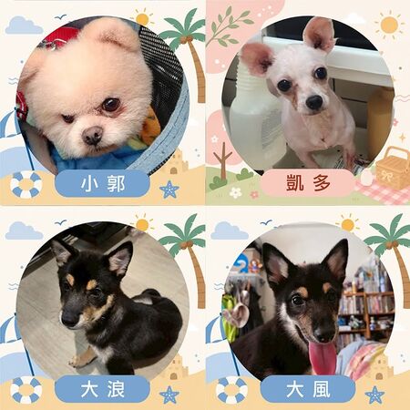 ▲。（圖／東森寵物提供，下同）