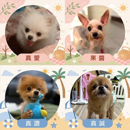 ▲。（圖／東森寵物提供，下同）