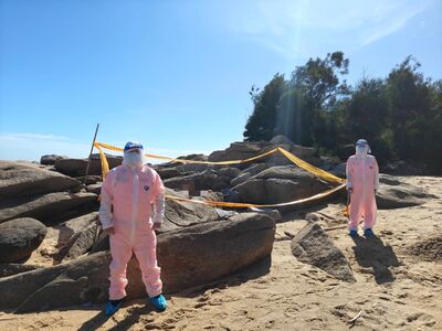 快訊/金門海漂死豬驗出非洲豬瘟 豬肉「7天內禁止輸台」