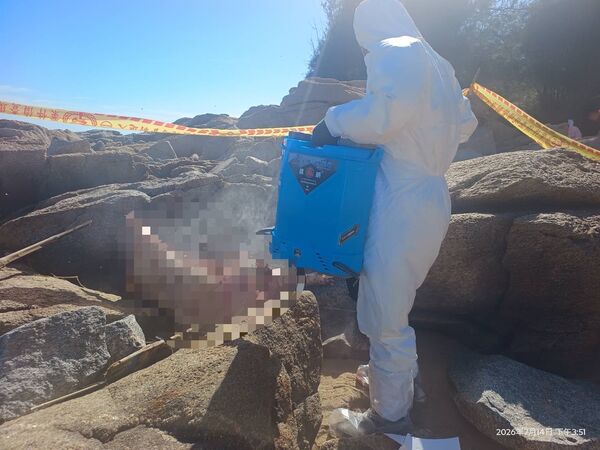 ▲▼金門縣金湖鎮新頭岸際日前發現的海漂死豬驗出非洲豬瘟。（圖／金門縣政府提供）