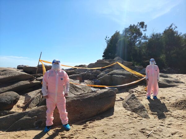 ▲▼金門縣金湖鎮新頭岸際日前發現的海漂死豬驗出非洲豬瘟。（圖／金門縣政府提供）