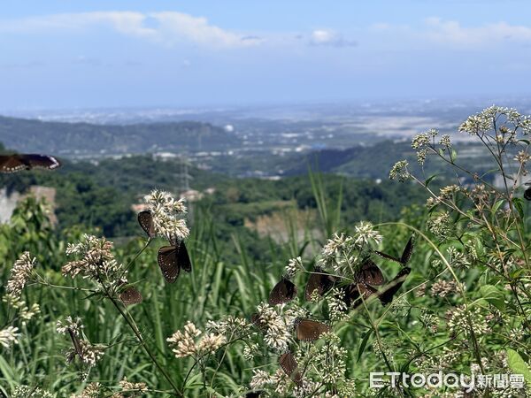 ▲紫斑蝶。（圖／鹿芝谷提供）