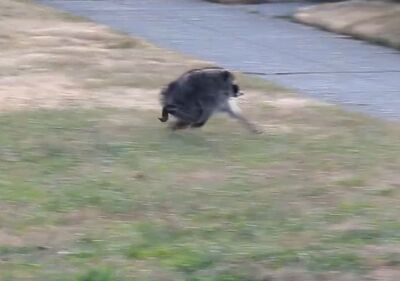 西雅圖「神祕小怪獸」出沒爆紅　罕見外型網瘋傳