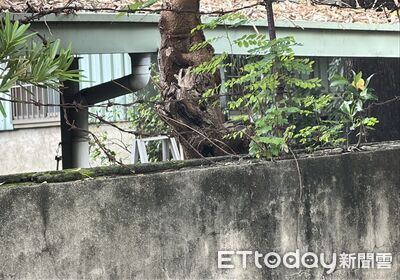 資深法警住台中法院宿舍!雨天鋸樹摔落鋁梯 當場身亡