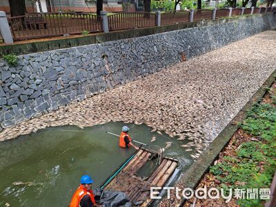 駭人畫面曝!高雄後勁溪成「魚屍地獄」 水利局急撈300kg揭原因