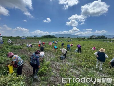 慢城「好事花生」!鳳林花生節產業結合食農教育 展現多元魅力