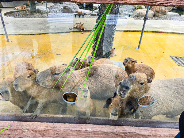 ▲▼宜蘭蘭陽動植物王國。（圖／史努比遊樂園授權提供）